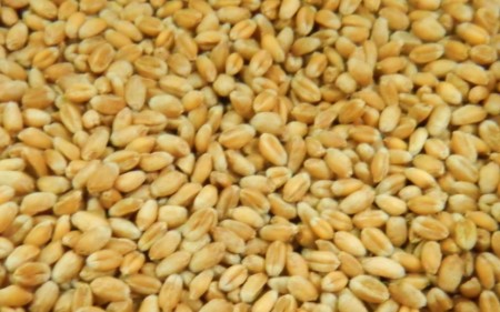 Wheat: price reduction